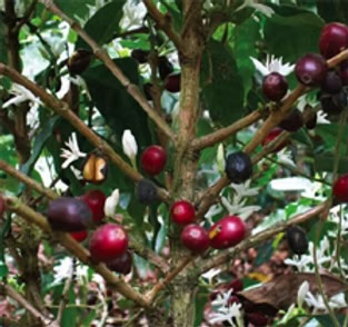 Koffiebonen aan de plant